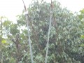Tn DSC 4316